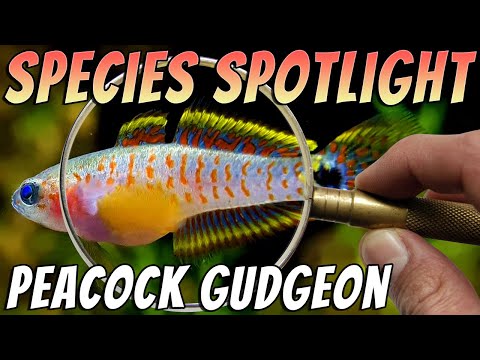 Peacock Gudgeon - Tateurndina ocellicauda - Freshwater Gudgeon Aquarium Fish Profile & Care Guide Thumbnail