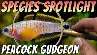 Peacock Gudgeon/Goby - Tateurndina ocellicauda - Freshwater Gudgeon Aquarium Fish Profile