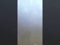 BIG BUCK in the fog #huntclubtv  #bowhunting #hunting