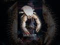 Yeti Crab — FARMING: It grows bacteria on its own arm hair | Benthos Error