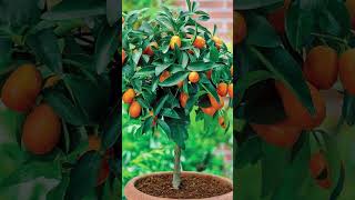 Beautiful Bonsai orange  tree #shorts