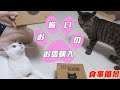 可愛い猫のお皿「猫壱フードボウル」を購入！！食事風景あり