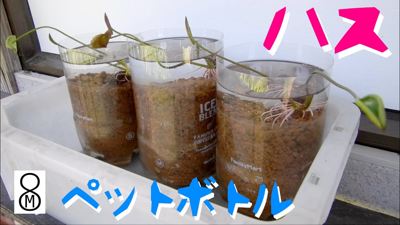 ハスをペットボトルで育てる【Part１】春、発芽から根が出るまで【♪BGMあり】