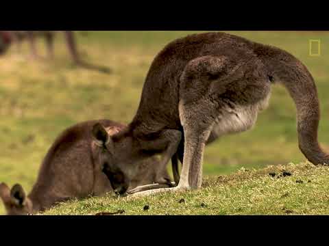 Vídeo: O canguru é um animal incrível