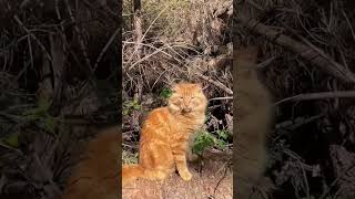 A wild kitten in his natural habitat #cute #cat #habitat