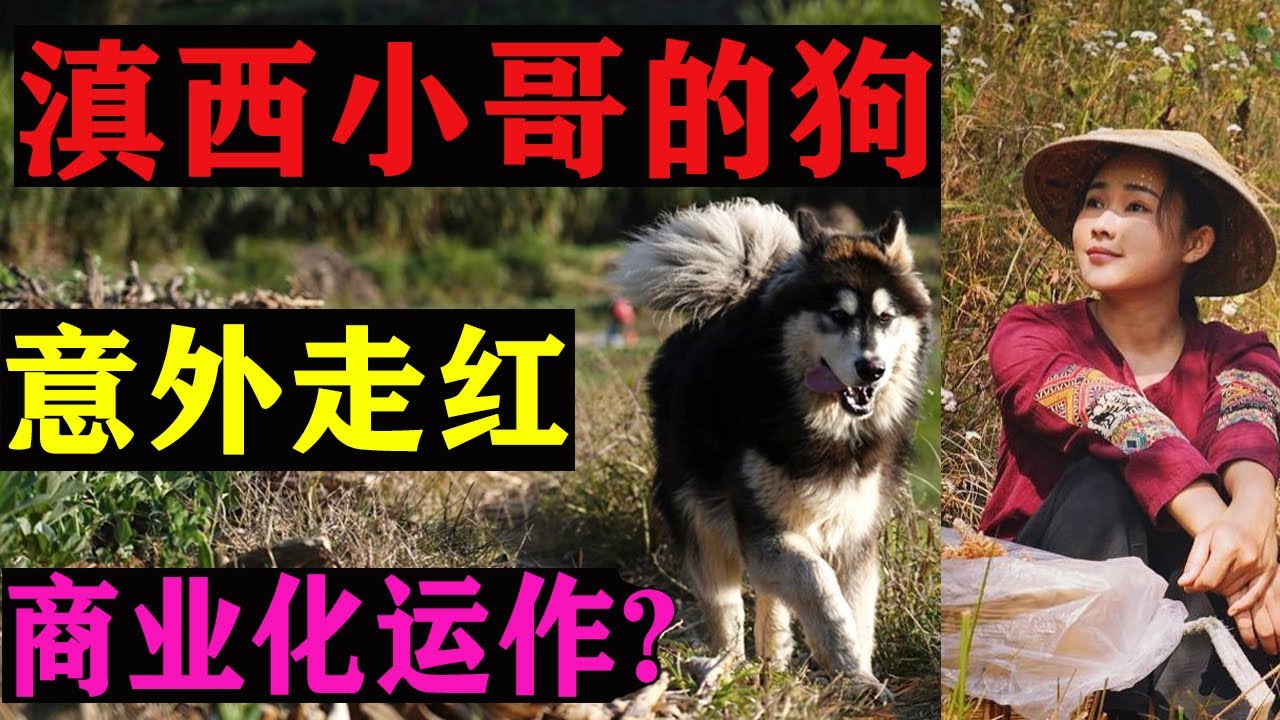 滇西小哥家的网红狗大王，意外走红是假象？揭秘滇西小哥和李子柒商业化运营背后的底层逻辑，带你了解网红经济的世界！【娱乐有深度】