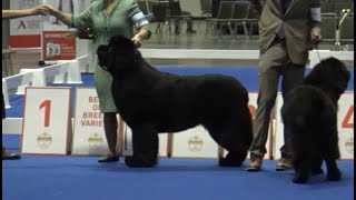 Newfoundland AKC National Dog Show 2022 Florida by JOEL COOLDOGS 709 views 1 year ago 5 minutes, 2 seconds