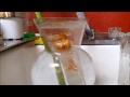 Tutorial extracting honey from an oddlyshaped or otherwise stubborn container
