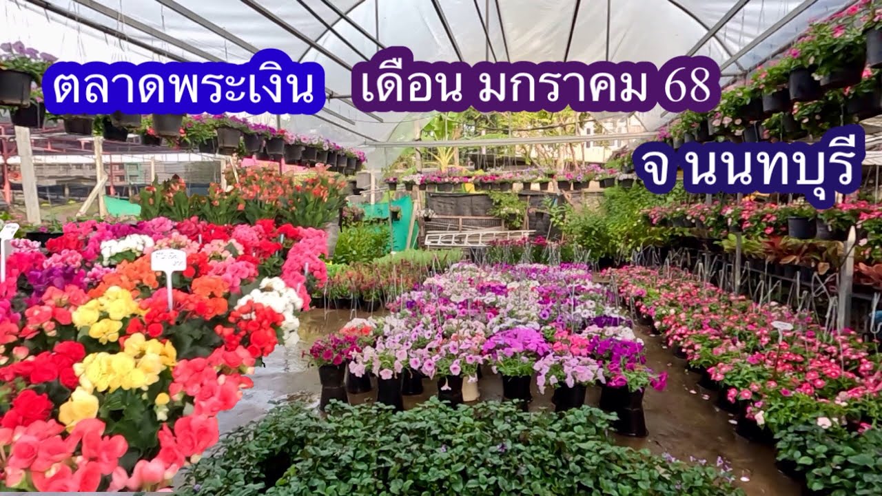 ตลาดขายส่งต้นไม้พระเงิน เดือน ม.ค 68 อ.บางใหญ่ จ.นนทบุรี