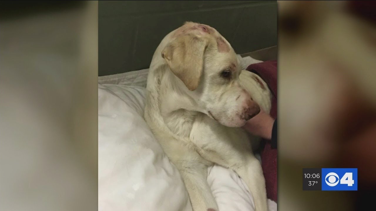 Two years after dog found shot, left for dead, justice still sought for