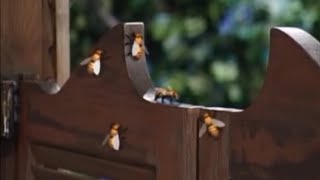 Barney Song : Little Honey Bees (Sweet As Honey)