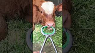 'Cattle Nose Ring Installation Practice'#CattleFarming #CalfNoseRing 'Cattle Nose Ring Installation Practice'#CattleFarming #CalfNoseRing