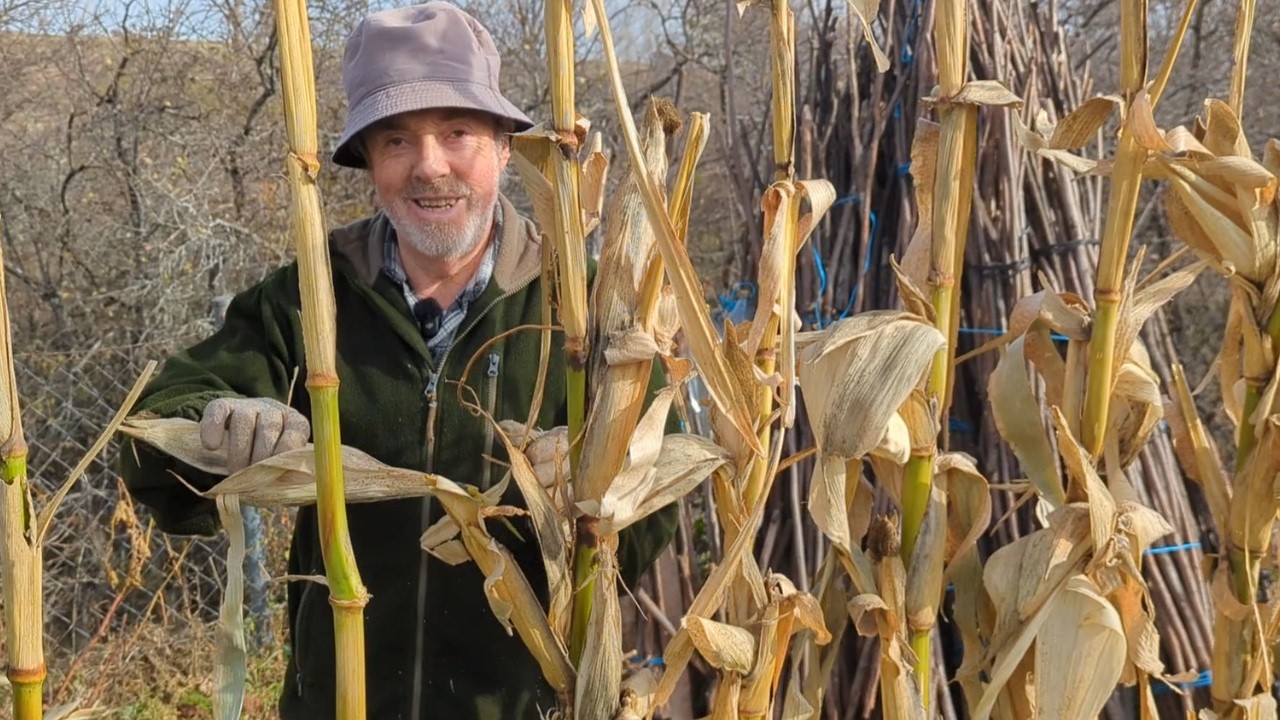 TUTORES para judías con maíz seco ¿funcionará?