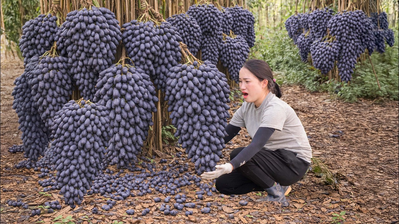 Harvesting Giant Wild Grapes Deep in the Forest | Ancient Wine Method Passed Down Generations