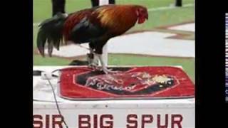 SIR BIG SPUR