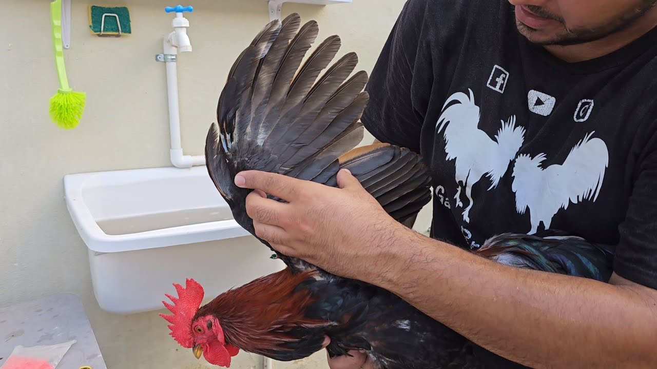 Baño de Gallos para Piojos y Parasitos