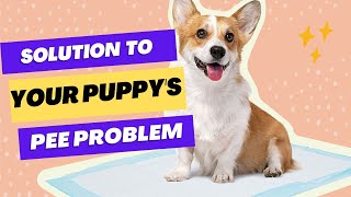 Amazon Basics Dog and Puppy Pee Pads with Leak Proof Quick Dry Design for Potty Training