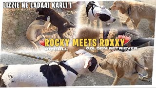 My Pitbull Met Lovely Golden Retrievers!!! | Rocky Met Roxy💕 | the boy ROCKY