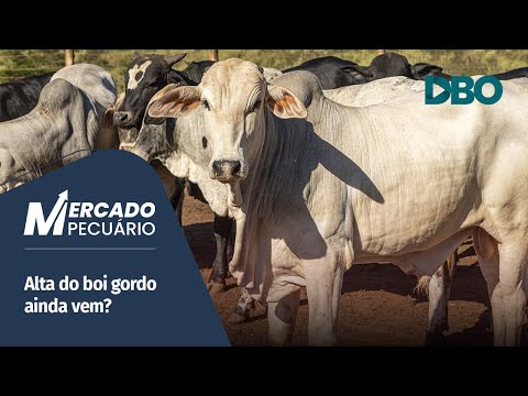 What can we expect for the price of beef cattle in the final stretch of 2025? - video from Portal DBO