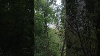 🍑 Plum Harvest 2026 | Fresh & Juicy Plums Ready to Pick | Fruit Farming #plums #superplum #fruit
