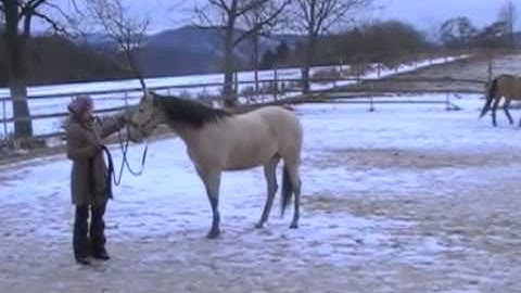 Natural Horsemanship Basics - 2 Introduction to Leading and backing up - B&F Horsemanship
