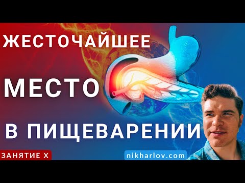 Двенадцатиперстная кишка и поджелудочная железа: почему желудочный сок НЕ разрушает нежный кишечник