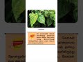 Adventitious Roots-மாற்றிடவேர்கள்📚 #தெரிந்துகொள்வோம் #7thscience #tnpsc #tntet  #gkshort #trb #sslc