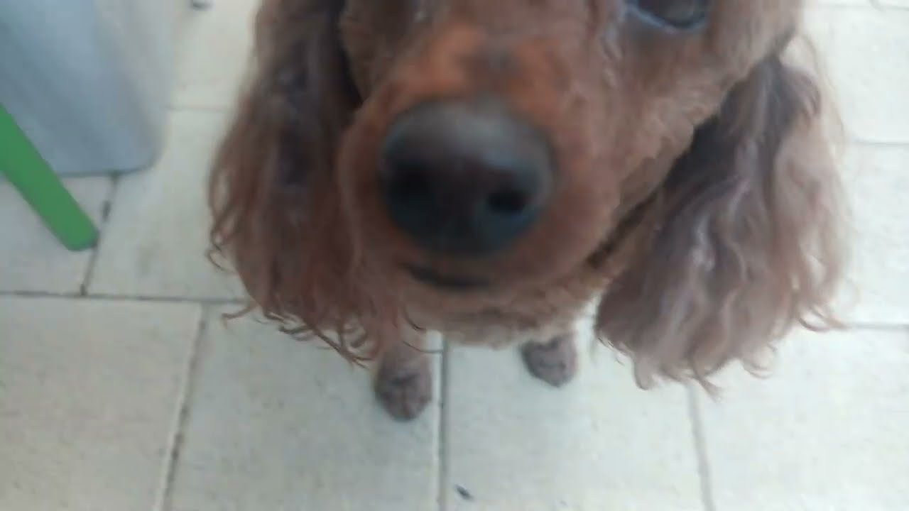 Rosie ,asking for walk 