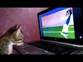 The tiny Kitten Watching Tom And Jerry