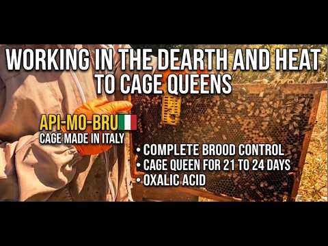 Dearth and Drought whilst Caging queens! API-MO-BRU Cages