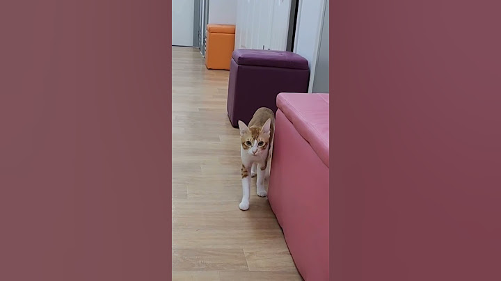 做完手術 麻藥未過晒 💔💔😭😭 cute cat short