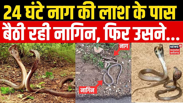 Nag Nagin News : 24 घंटे तक नाग की लाश के पास बैठी रही नागिन, फिर नागिन ने..| Morena | MP News | Top