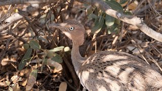 Buff-crested Bustard in Kenya.