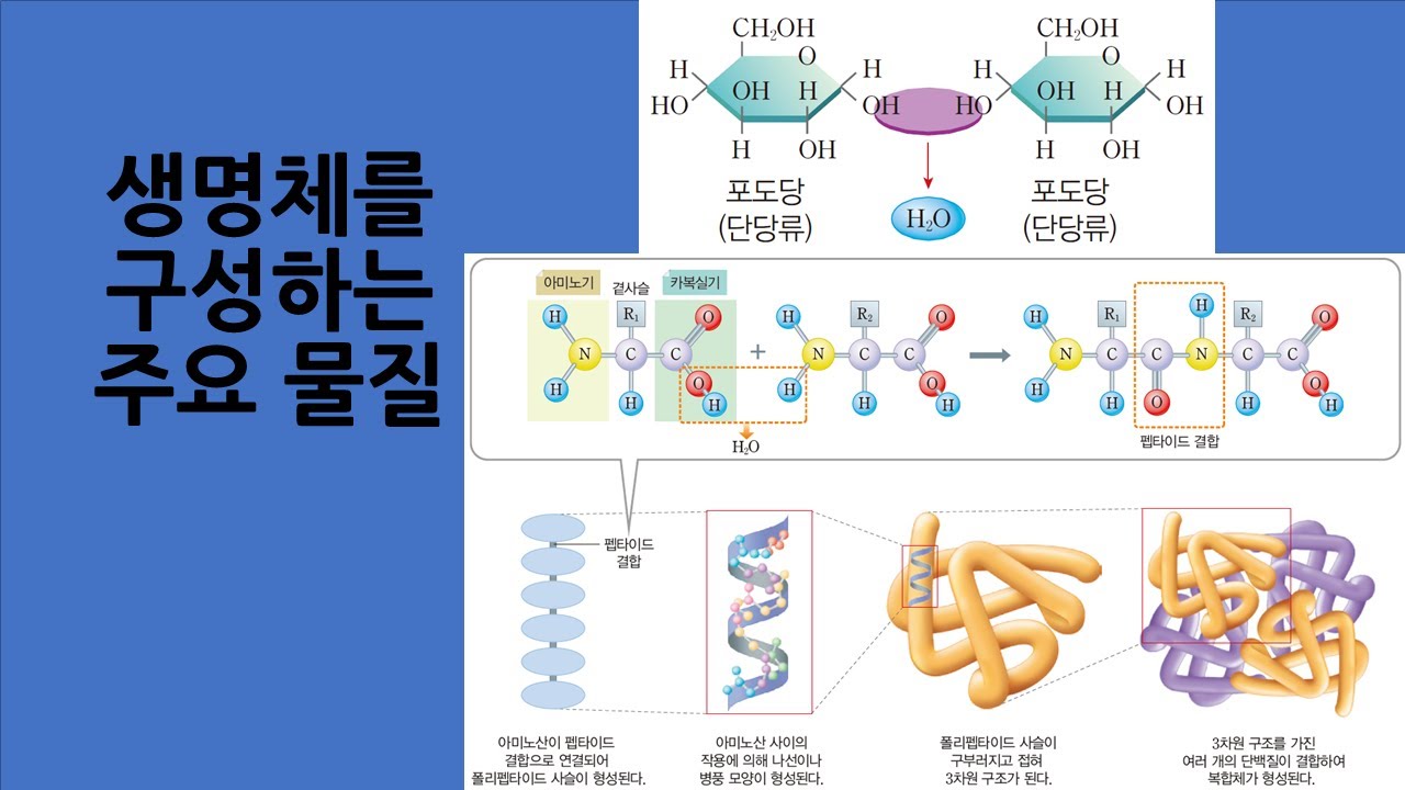 생명과학2 강의06 생명체를 구성하는 주요 물질 - YouTube