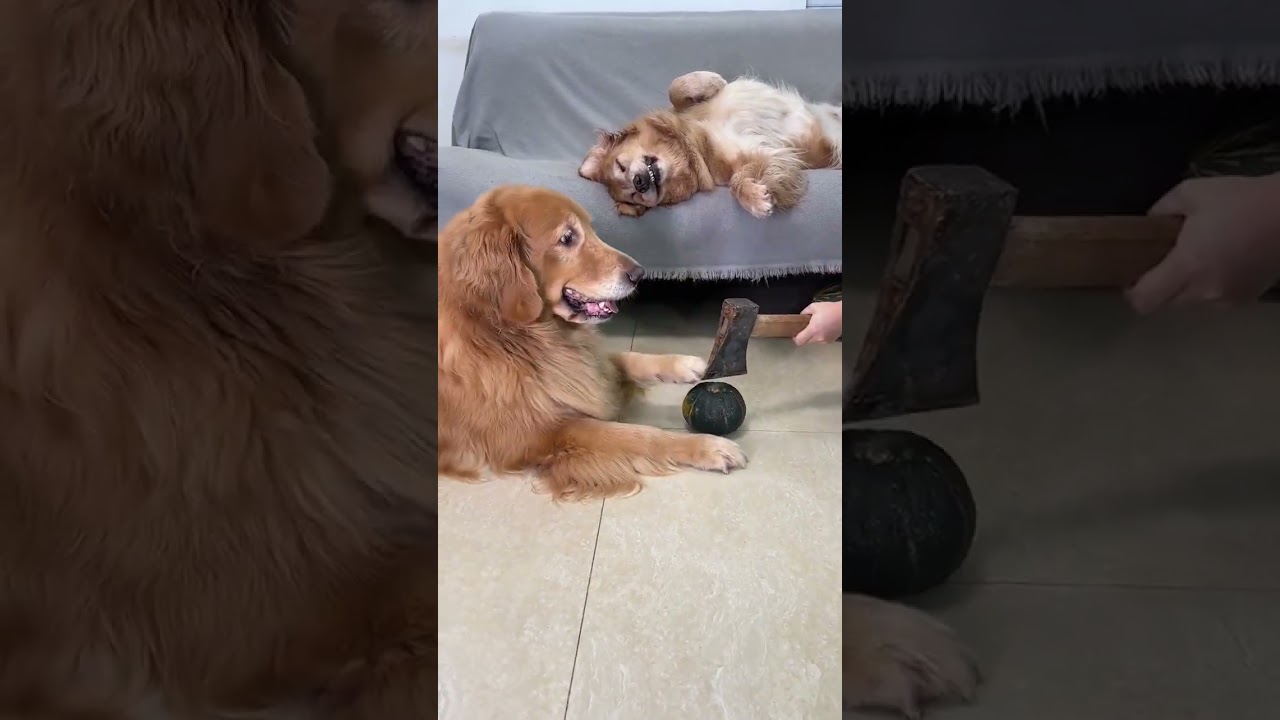 maesoddk133@gmail.com