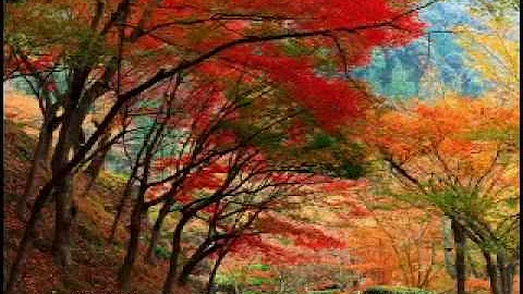 Robert Schumann - Impromptus on a theme by Clara W...