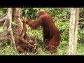 Family of Orangutans Monkeying Around