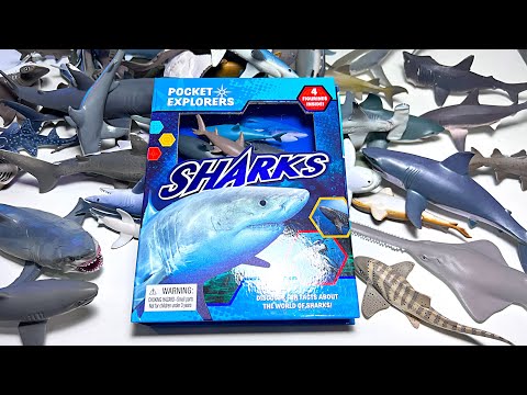 Sea Animals - Sharks, Great White Shark, Megalodon, Lemon Shark, Mako Shark, Hammerhead, Sawshark