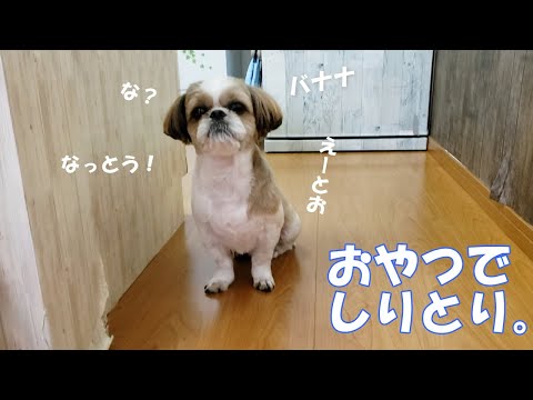 【シーズー】頭の中はおやつでいっぱいだった犬。がこちら【犬Vlog】＃シーズー＃シーズーふくちゃん＃shihtzu