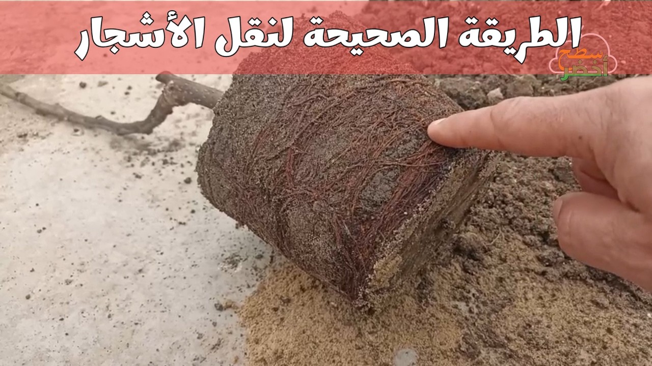 الطريقة الصحيحة لنقل الأشجار و الوقت المناسب لهذه العملية 