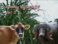 Commercial Dairying - Part 2 (Kannada)