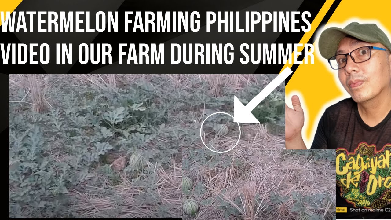 watermelon farming philippines video in our farm during summer YouTube