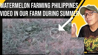 watermelon farming philippines