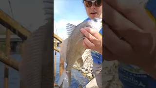 sheephead!?! #jesusisking #fishing #walleyefishing