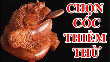 HƯỚNG DẪN CHỌN CÓC THIỀM THỪ - ĐỒ GỖ VĂN SÁU