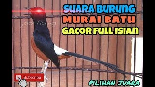 Terbaru Audio Murai Batu Gacor Masteran 1 Jam Full