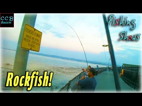 happy fishing day PUNCHING ROCKFISH IN THE KELP. Day 2 Monterey Coast Guard Pier.