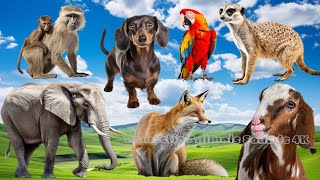 Cute Baby Monkeys: Lion, Horse, Koala, Alpaca, Monkey, Arctic Fox | Animal Moments by Domestic Animals Sounds 4K 382 views 8 days ago 34 minutes