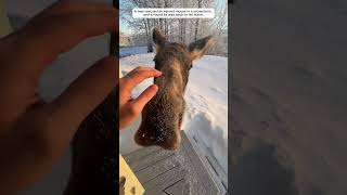 A Man Saved A Moose, It Followed Him Home.