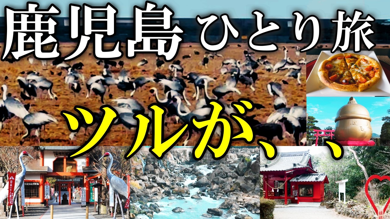 【女ひとり旅】世界でここだけ？こんな近くに野生のツル..自然と歴史を辿る鹿児島旅！